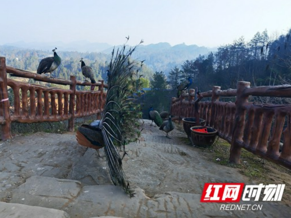 游客假期登太平山揽胜 观孔雀 品美食