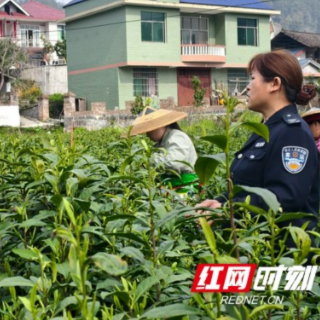 春醒茶山丨坐着“专车”去采茶  便捷交通暖民心