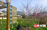 春醒茶山丨吉首市隘口村：茶旅融合 点“绿”成金