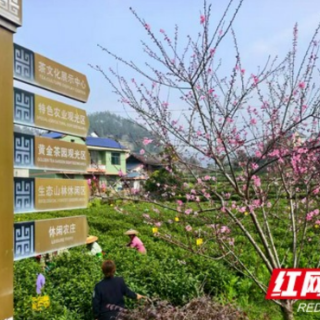 春醒茶山丨吉首市隘口村：茶旅融合 点“绿”成金