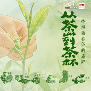 AI交互海报丨从茶山到茶杯：一杯湘西春茶的旅程