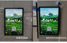 春醒茶山·满城飘香 | 红网Led屏联播网邀您品尝湘西好茶