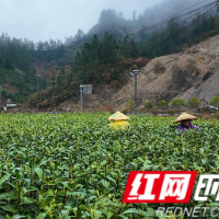 春醒茶山｜一叶黄金茶里的“快慢”协奏曲