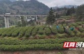 凤凰县庄上村：春茶开采正当时 山野清香助振兴