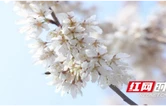 凤凰古城：樱花映沱江 春日赏花正当时