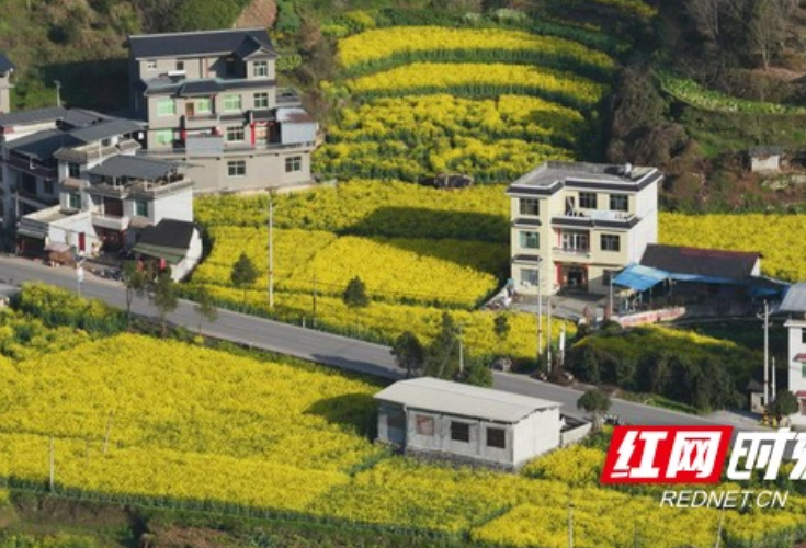 凤凰县沱江镇官庄村：油菜花竞相绽放 一路金黄醉春风