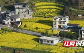 凤凰县沱江镇官庄村：油菜花竞相绽放 一路金黄醉春风