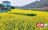 泸溪县大陂流村油菜花绽放  满目金黄迎客来