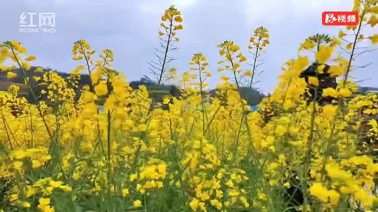 泸溪县大陂流村油菜花绽放