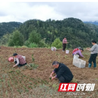 做实特色产业帮扶 湘西联通驻村工作队让中草药变身新双村增收“致富草”