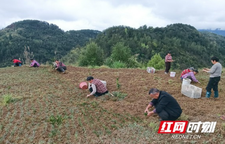 做实特色产业帮扶 湘西联通驻村工作队让中草药变身新双村增收“致富草”