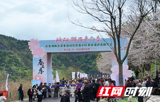 组图丨来泸溪，看樱花漫岸，赴一场春天之约