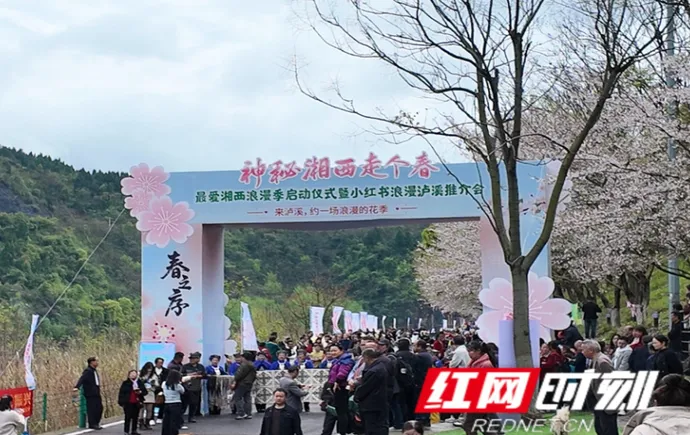 组图丨来泸溪，看樱花漫岸，赴一场春天之约