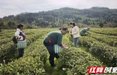 湘西龙山：“点对点”送工进基地 破解春耕用工难题