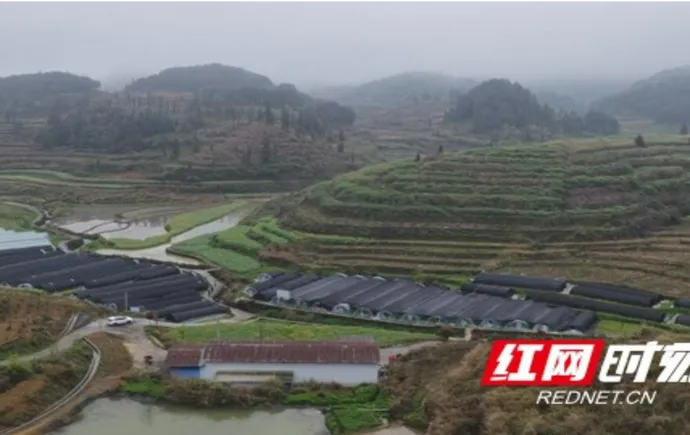 凤凰县关田山村：特色产业多点开花 乡村振兴底气足