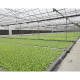 湘西州烟农抢抓有利时节 掀起烟叶生产热潮