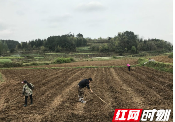 泸溪：发展烟叶产业为脱贫注入“强心剂”