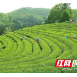产业发展看湘西丨茶乡古丈打造茶旅融合新地标