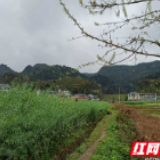 泸溪：高标准农田建设复工忙