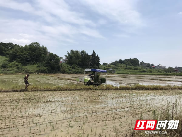 农机手正在开展晚稻抛秧作业.jpg