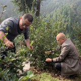吉首市融媒体中心：党员干部变身“茶农”收茶果