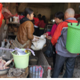 凤凰：重阳节吃鸭 一起幸福呀！
