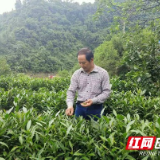 黄金村里茶叶香——记湘西州“十佳制茶师”喻满金