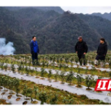 湘西州茶办到龙山县调研冬季茶产业生产情况