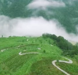 红视频｜春茶来了！湘西古丈举办第四届茶旅文化节