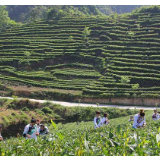 湘西旅游去哪｜在湘西，有一条中国黄金茶谷