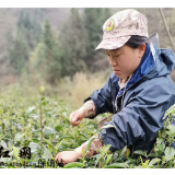 保靖清水坪镇：万亩茶园采摘忙 茶韵飘香话振兴