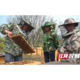 泸溪：春天里的“甜蜜事业”