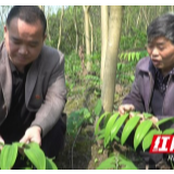 泸溪：带领村民脱贫致富的中药材发展“领航人”