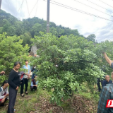 吉首：理论实践结合 农业技能培训进田间