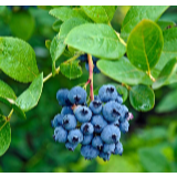 湘西州商务局到花垣为蓝莓种植大户促销“把脉问诊”