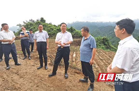 在三个堡村白茶基地,叶红专与龙山湘阳农业发展公司负责人算起茶叶