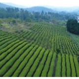 红视频带你游湘西丨舌尖山水 茶旅古丈
