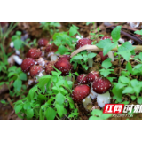 40年基层奋斗史，铺就“致富路”——记龙山县大堰坪社区党总支书记张炳清