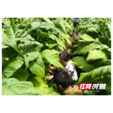 花开云顶正当时——记龙山县云顶村第一书记张向阳