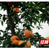 泸溪:喜摘“扶贫果” 苗家“响赞歌”