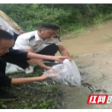 龙山：非法捕捞者为“为生态买单” 购买千尾鱼苗增殖放流 
