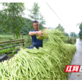 组图丨永顺：朗溪深山蔬菜俏销花城