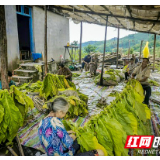 泸溪:摘下“金叶子” 鼓起“钱袋子”