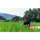 扎根希望田野 守护百姓“粮仓”——记湖南省十佳“最美植保人”潘峰