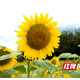 组图丨永顺：网红好去处 寻花旭东村