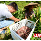 组图丨永顺洋荷：“野生蔬菜”登上“大雅之堂”