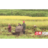 凤凰：百名民兵不忘初心解民忧 田间地头“战”抢收