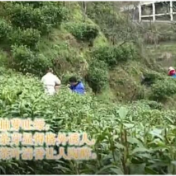 吉首：人勤春早茶飘香 手快村里赚“黄金”