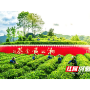 脱贫攻坚样板村丨吉首市隘口村:茶叶走出“黄金”幸福小康路