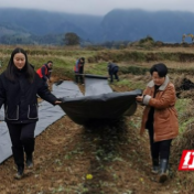 莓茶之乡永顺毛坝：用青春唱响春耕劳作动感赞歌